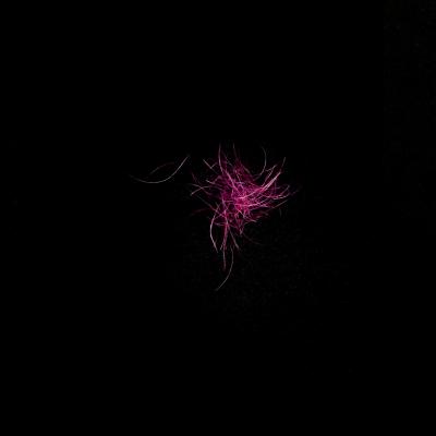 Natures mortes au noir