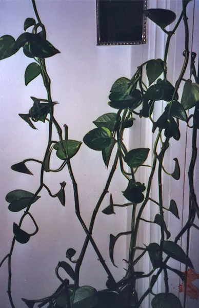 Autodispersée — photographie 15