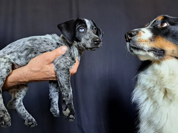 Terra et Ollie