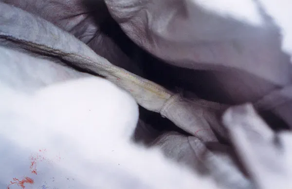 Autodispersée — photographie 96