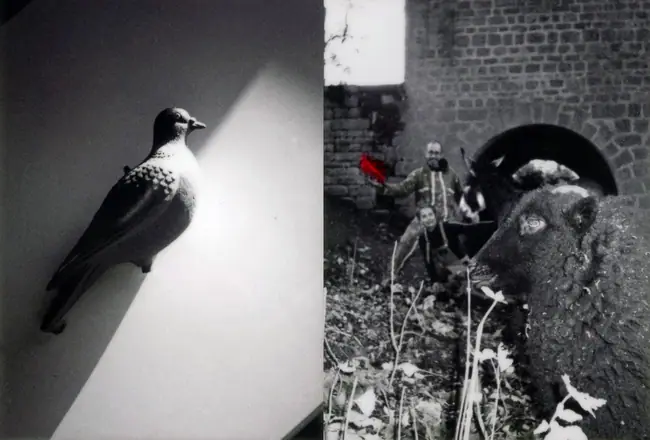 La trilogie du pigeon, photographie 18 sur 21