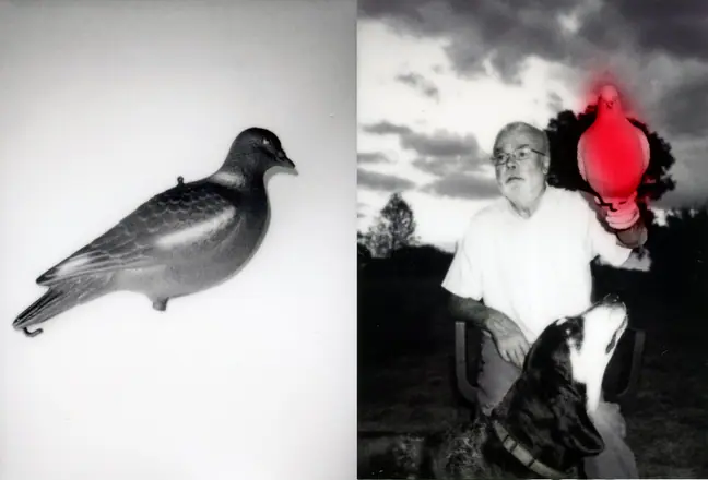 La trilogie du pigeon, photographie 14 sur 21