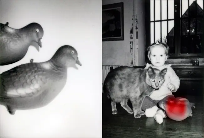 La trilogie du pigeon, photographie 13 sur 21
