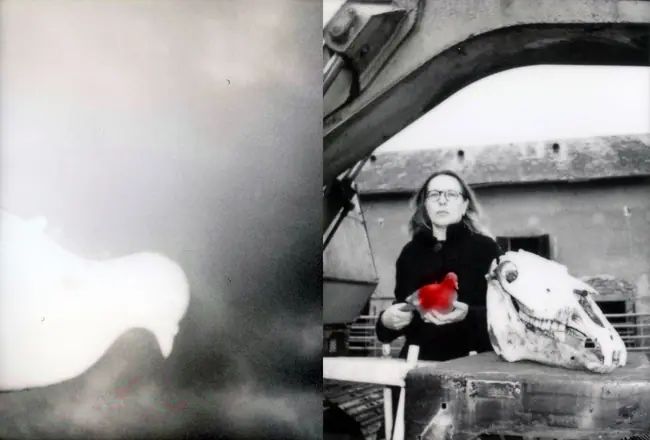 La trilogie du pigeon, photographie 3 sur 21